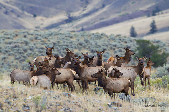 EK04866 - Rocky Mountain Elk