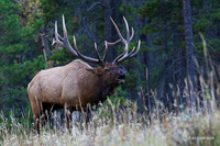 EK05246 - Rocky Mountain Elk