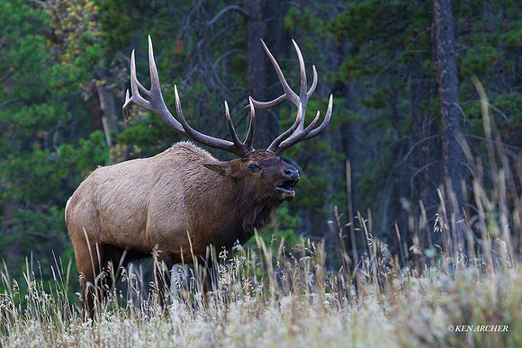 EK05246 - Rocky Mountain Elk