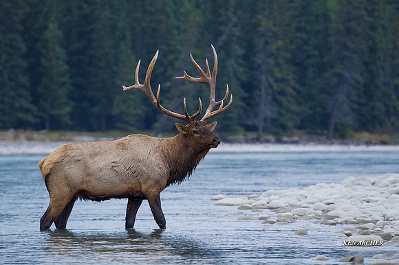 EK06614 - Rocky Mountain Elk