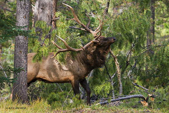 EK00223 - Rocky Mountain Bull Elk