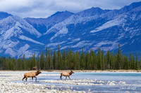 EK05291 - Rocky Mountain Elk