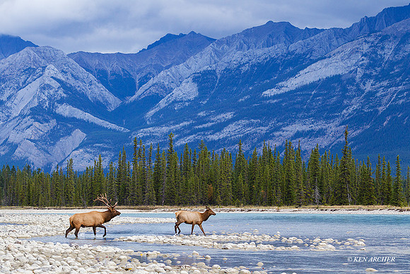 EK05291 - Rocky Mountain Elk