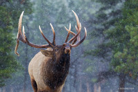 EK05451 - Rocky Mountain Elk
