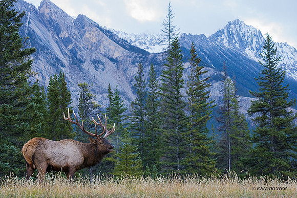 EK00475 - Rocky Mountain Bull Elk