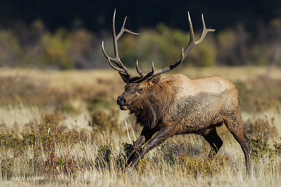 EK14681 _ Rocky Mountain Elk