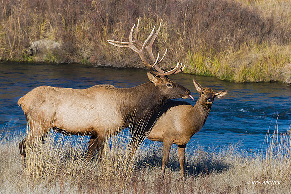 EK03226 - Rocky Mountain Elk