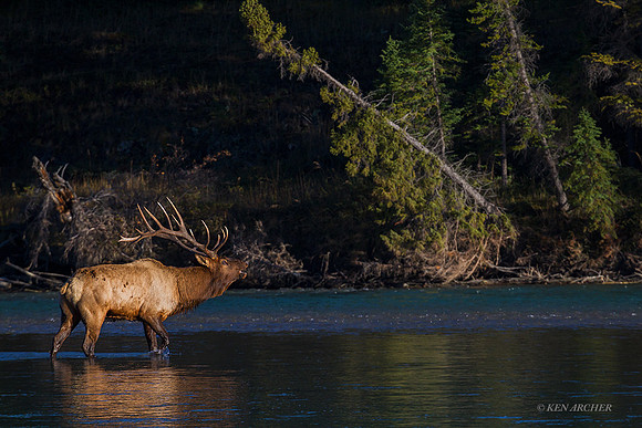 EK06058 - Rocky Mountain Elk
