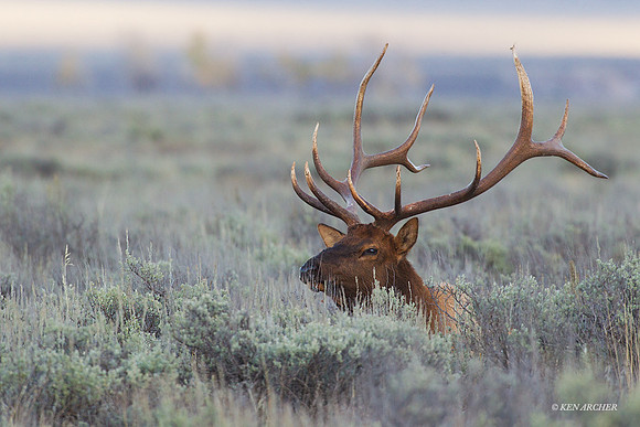 EK07316 - Rocky Mountain Elk