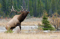 EK02921 - Rocky Mountain Elk