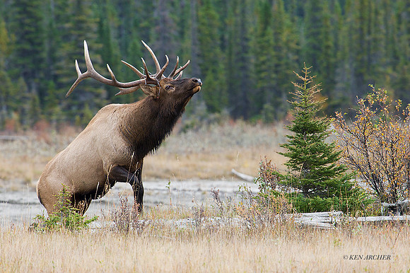 EK02921 - Rocky Mountain Elk
