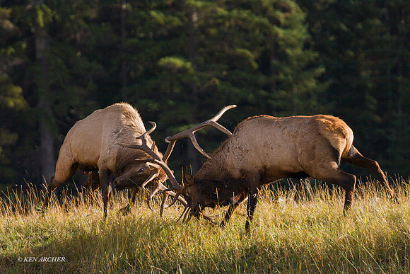 EKFG00042 - Rocky Mountain Bull Elk Fighting