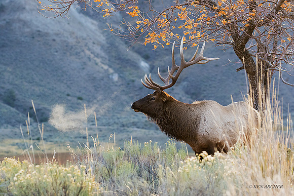 EK09438 - Rocky Mountain Elk
