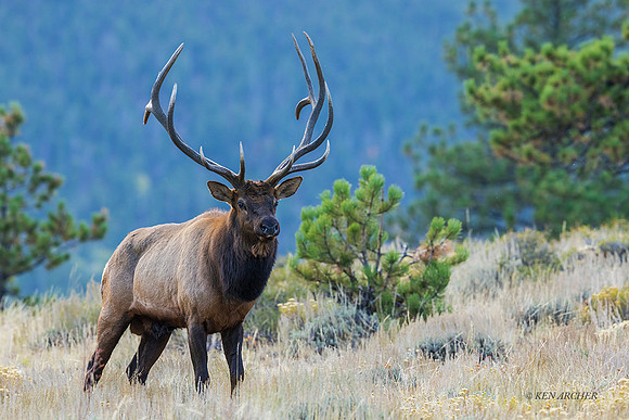 EK13976 - Rocky Mountain Elk