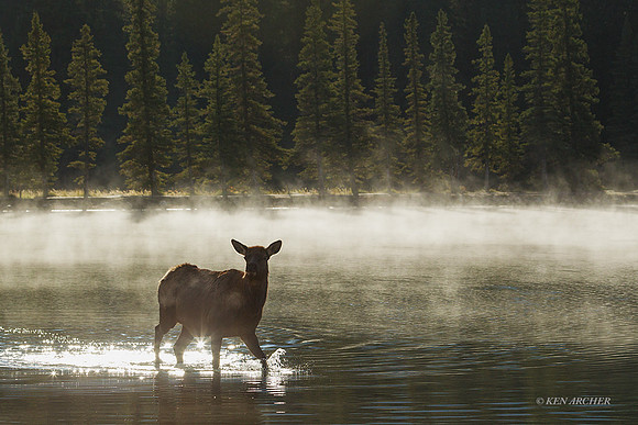 EK06182 - Rocky Mountain Elk
