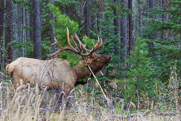 EK06429 - Rocky Mountain Elk