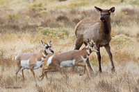 PHAE01832 - Pronghorn Antelope
