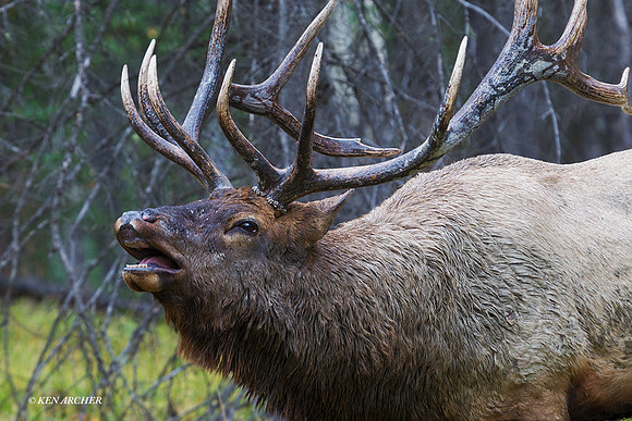 EK05326 - Rocky Mountain Elk