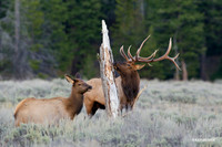 EK07277 - Rocky Mountain Elk