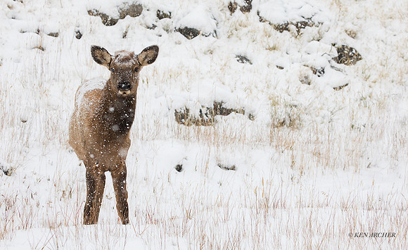 EK09134 - Rocky Mountain Elk