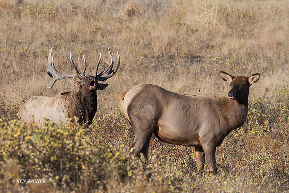 EK07667 - Rocky Mountain Elk