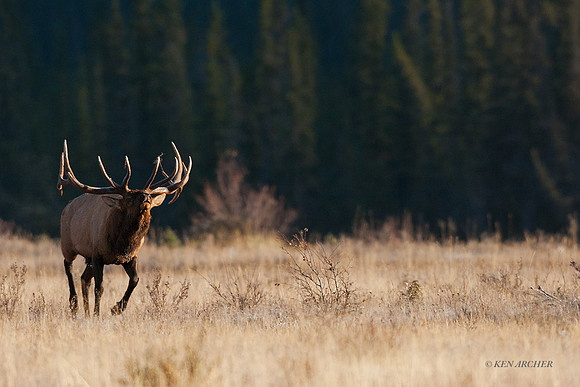 EK02148 - Rocky Mountain Elk