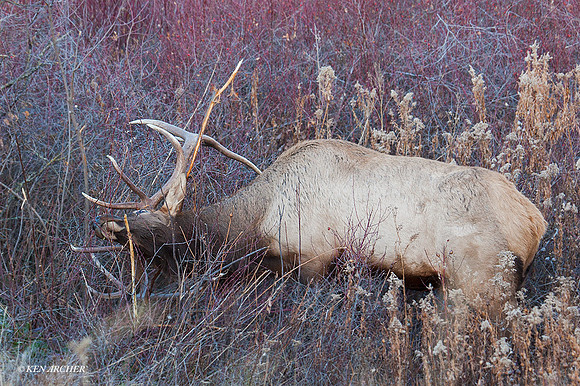EK03055 - Rocky Mountain Elk