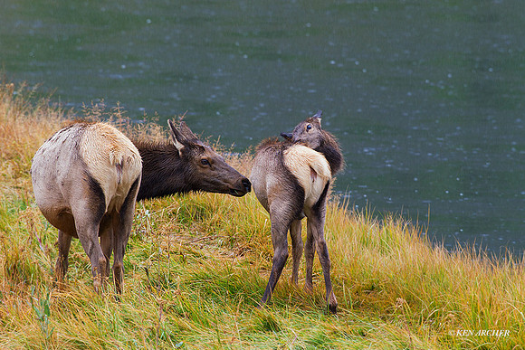 EK04755 - Rocky Mountain Elk