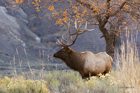 EK09421 - Rocky Mountain Elk