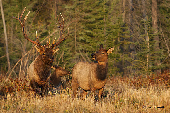 EK01363 - Rocky Mountain Elk
