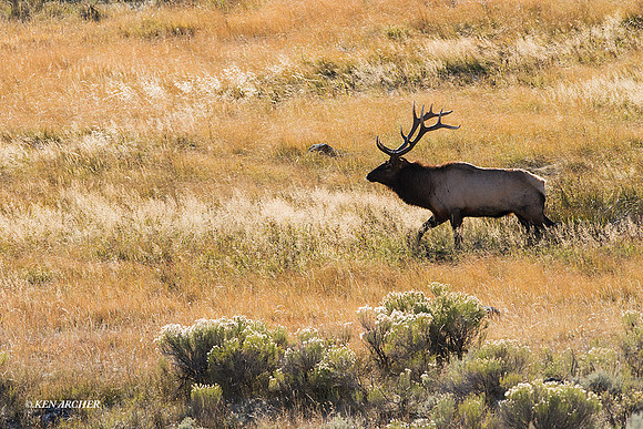EK08591 - Rocky Mountain Elk