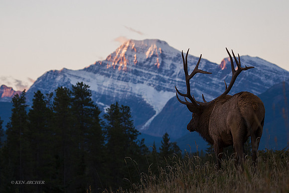 EK01811 - Rocky Mountain Elk
