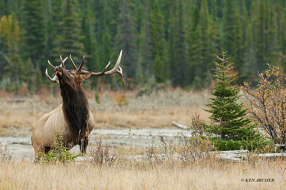 EK02918 - Rocky Mountain Elk