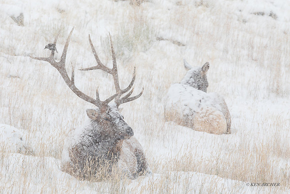 EK09232 - Rocky Mountain Elk