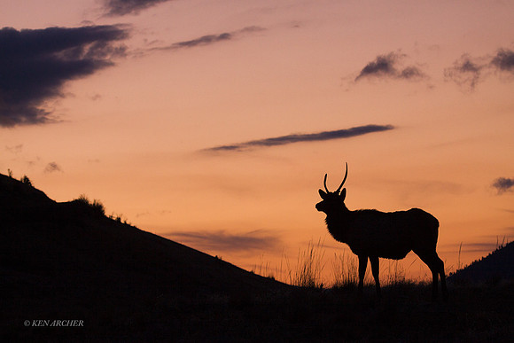 EK04534 - Rocky Mountain Elk