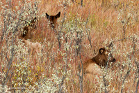 EK02769 - Rocky Mountain Elk