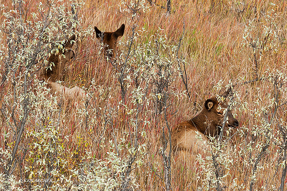 EK02769 - Rocky Mountain Elk