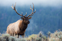 EK08065 - Rocky Mountain Elk