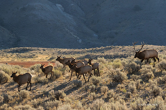 EK09369 - Rocky Mountain Elk