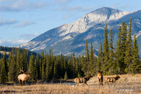 EK02440 - Rocky Mountain Elk