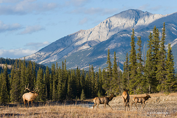 EK02440 - Rocky Mountain Elk