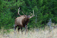 EK02636 - Rocky Mountain Elk