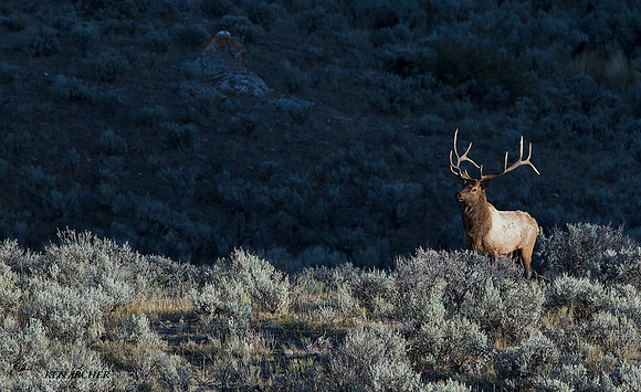EK09268 - Rocky Mountain Elk