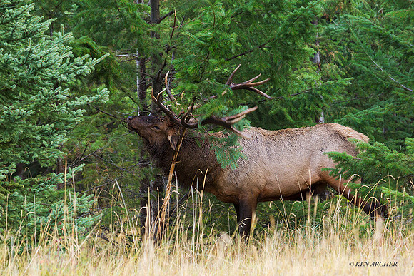 EK05507 - Rocky Mountain Elk