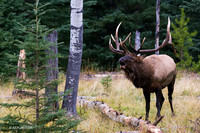 EK00272 - Rocky Mountain Bull Elk