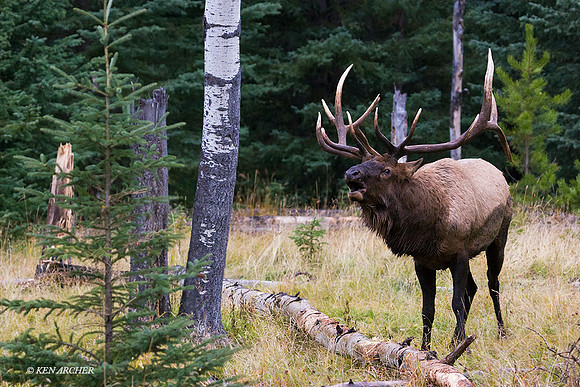 EK00272 - Rocky Mountain Bull Elk