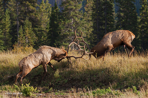 EKFG00068 - Rocky Mountain Bull Elk Fighting