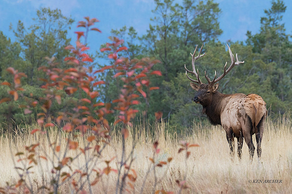 EK08327 - Rocky Mountain Elk