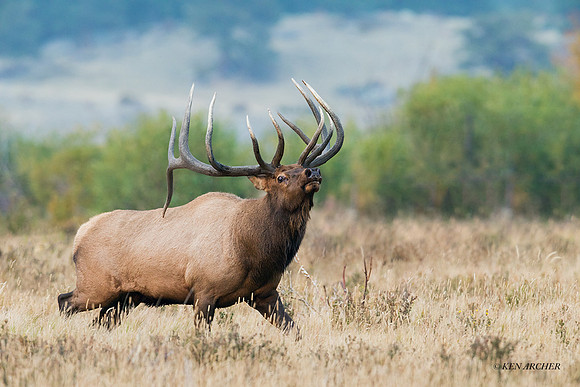 EK11298 - Rocky Mountain Elk