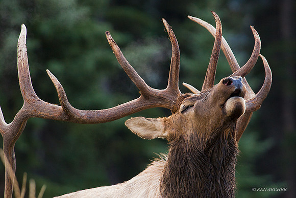 EK00394 - Rocky Mountain Elk